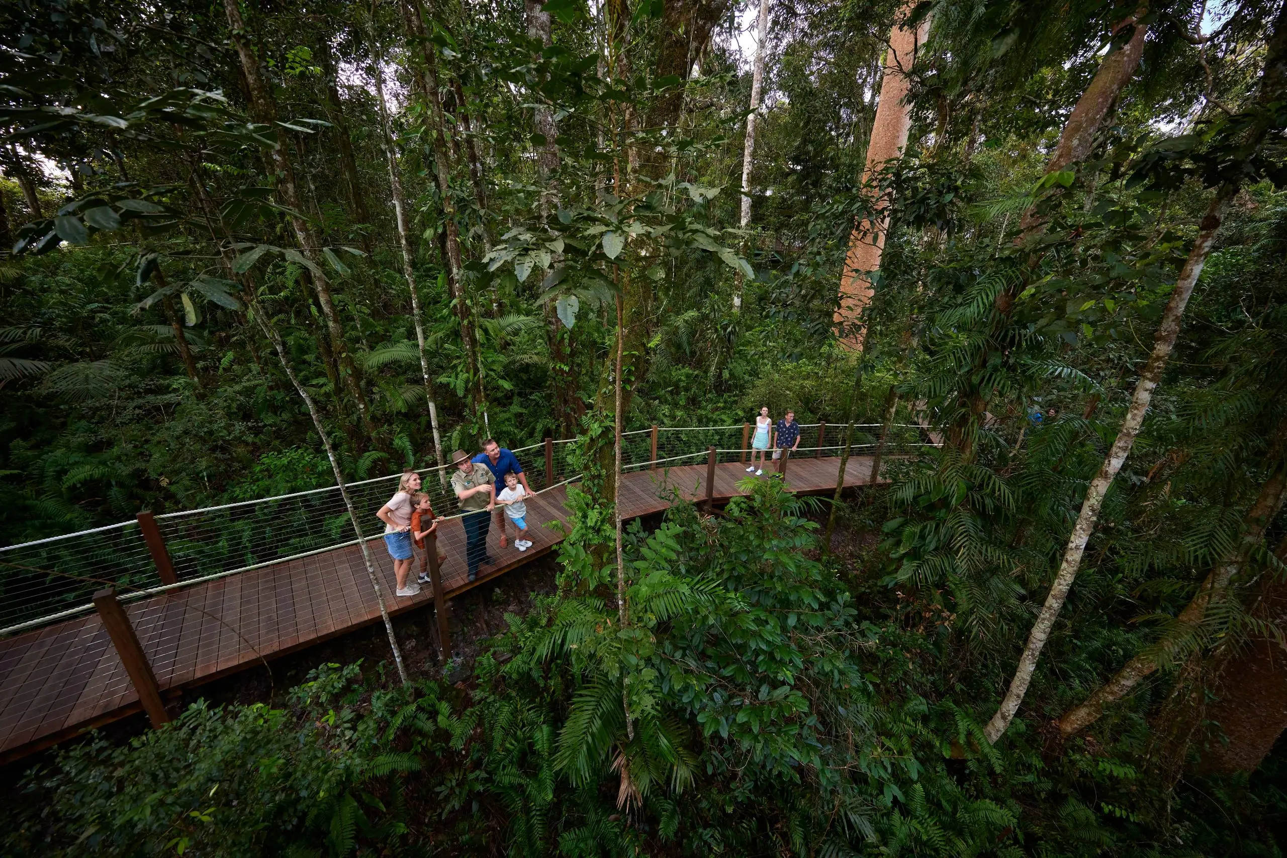 Boardwalk in the Daintree Rainforests of Queensland